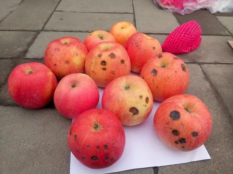 食品中的真菌毒素要怎么檢測 食品中的真菌毒素要怎么檢測