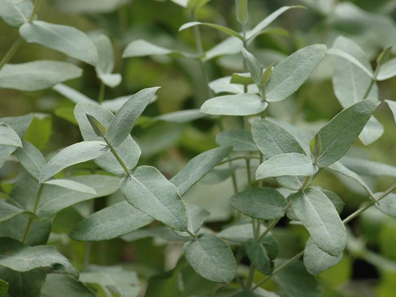 植物葉綠素測(cè)定儀的工作原理 植物葉綠素測(cè)定儀的工作原理