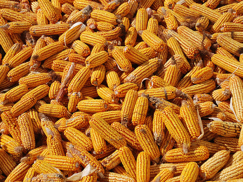 真菌毒素快速檢測(cè)儀測(cè)定糧食是否安全 真菌毒素快速檢測(cè)儀測(cè)定糧食是否安全