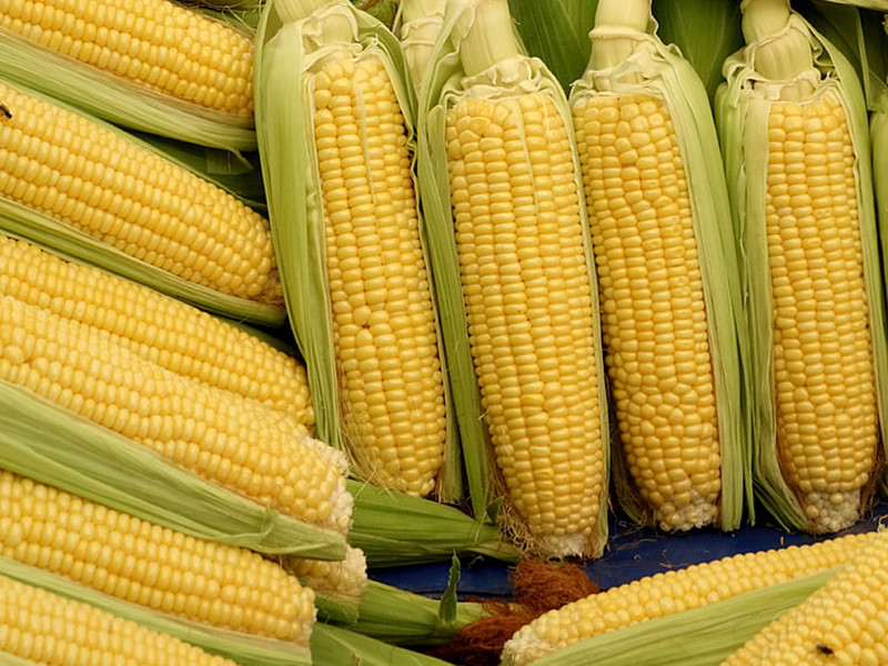 玉米赤霉烯酮的危害及檢測(cè)方法 玉米赤霉烯酮的危害及檢測(cè)方法