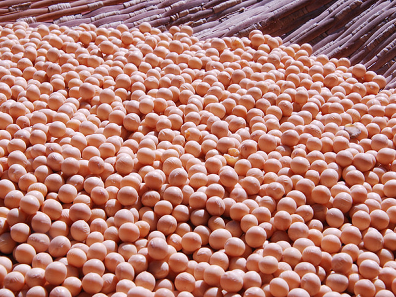 大豆黃曲霉素怎么測 大豆黃曲霉素怎么測