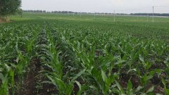 測(cè)土儀能彌補(bǔ)莊稼的不足嗎？