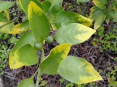 植物營養(yǎng)測定儀有助于控制農(nóng)產(chǎn)品質(zhì)量