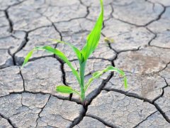 土壤鹽分速測儀，土壤鹽分對作物的影響有多大？