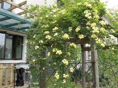 夏季在院子里種這種花，不僅好看還能驅(qū)蚊