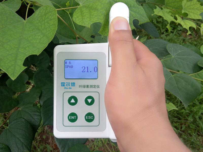 葉綠素含量會(huì)影響植物生長(zhǎng)嗎 葉綠素含量會(huì)影響植物生長(zhǎng)嗎